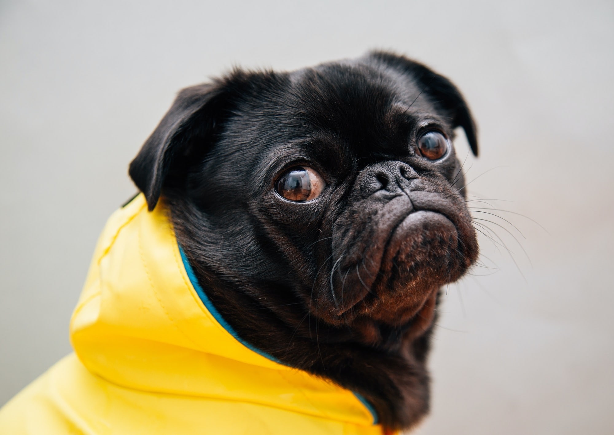 Animal Control, Pet surrender, Animal Rescue